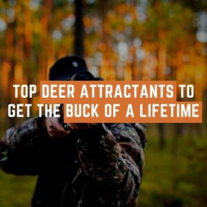 Best Deer Attractants