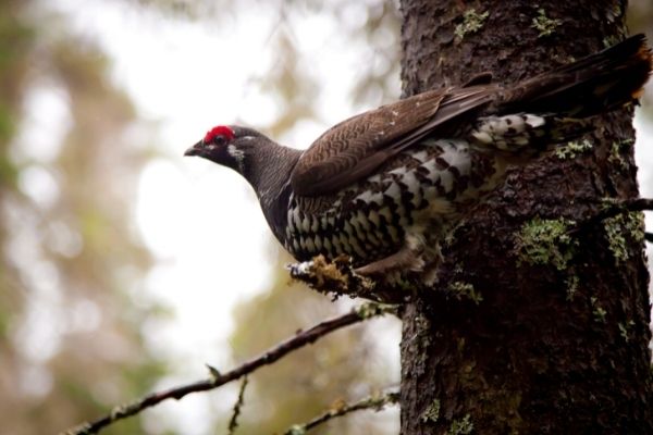 use blunt arrow tips when hunting small game, like the grouse pictured in this image