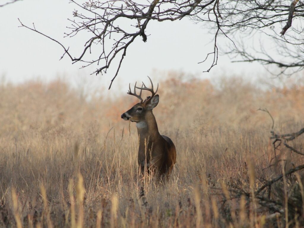 best deer attractants