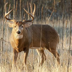 best deer attractants