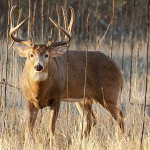 Best Deer Attractants For 2023-2024 (Updated) | Hunt Peak